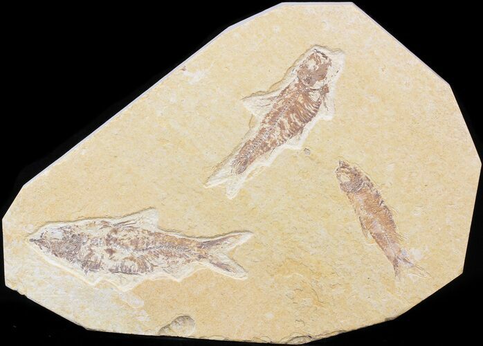 Multiple Knightia Fossil Fish Plate - x #42407